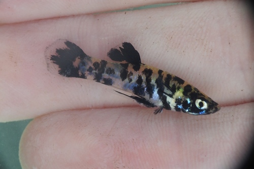 Eastern Mosquitofish