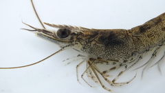 Penaeus