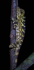Gonocephalus bornensis