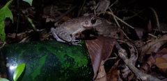 Pulchrana baramica