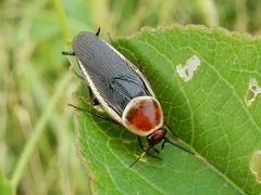 Pseudomops septentrionalis