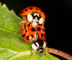 Harmonia axyridis