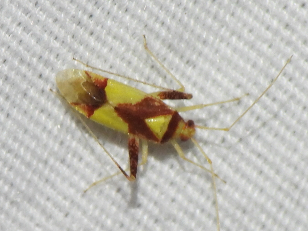 Phytocoris luteolus