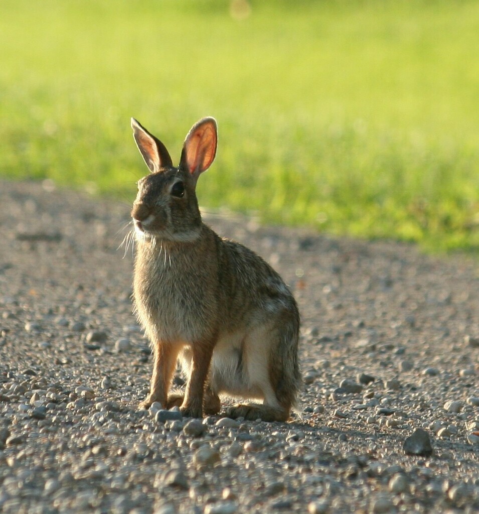 Eastern Cottontail from Chippewa County, MN, USA on June 10, 2024 at 08 ...