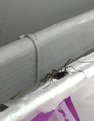 Zachaeus crista