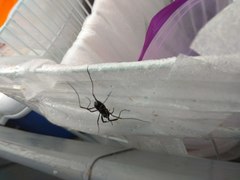 Zachaeus crista