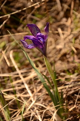 Iris tigridia