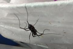 Zachaeus crista