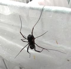 Zachaeus crista