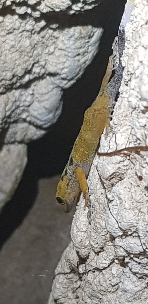 Fairy Rock Gecko