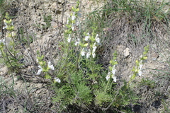 Salvia scabiosifolia