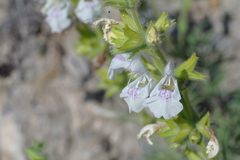 Salvia scabiosifolia