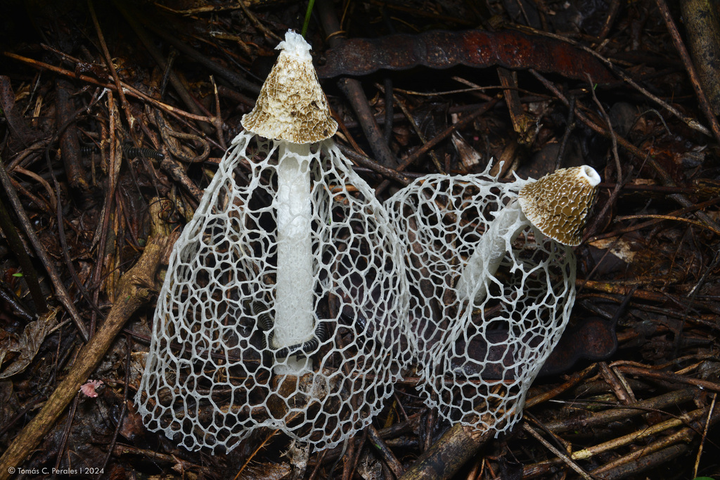 Phallus indusiatus · January 2024 · photo: © tomascarper (iNaturalist, cc-by)