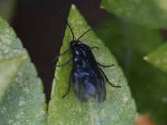 Phymatocera aterrima