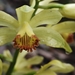 Phaius flavus - Photo (c) 李博恒, some rights reserved (CC BY-NC), uploaded by 李博恒