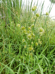 Juncus texanus