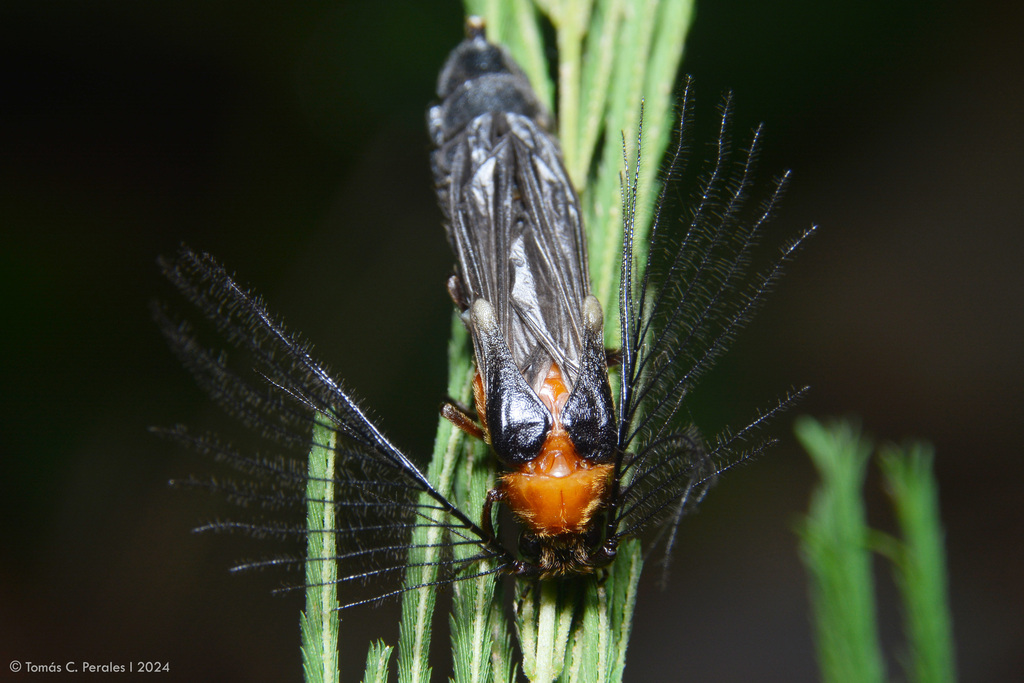 Pseudophengodes cincinnata