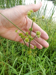 Juncus texanus
