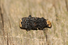 Platyrhinus resinosus