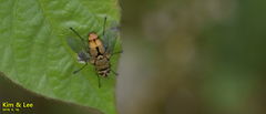 Demoticoides pallidus