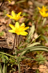 Tulipa uniflora