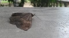 Azeta