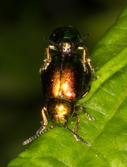 Gastrophysa viridula