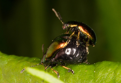 Gastrophysa viridula