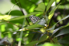 Tajuria maculata