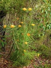 Banksia formosa