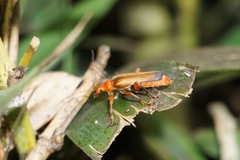 Cantharis livida