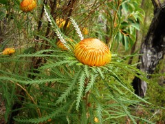 Banksia formosa