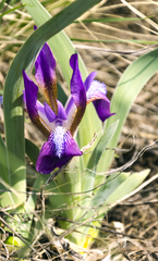 Iris glaucescens