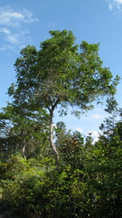Chaetocarpus myrsinites