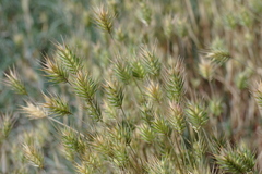 Eremopyrum orientale