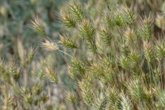 Eremopyrum orientale