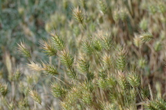 Eremopyrum orientale