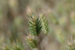 Eremopyrum orientale