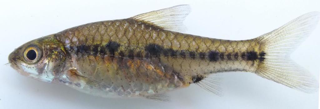 Broadstriped Barb