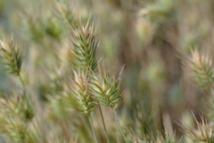 Eremopyrum orientale