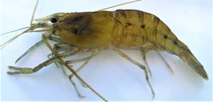 Macrobrachium rude