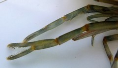 Macrobrachium rude