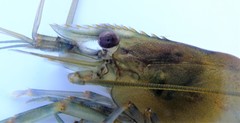 Macrobrachium rude