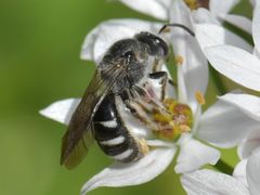 Lasioglossum sexnotatum