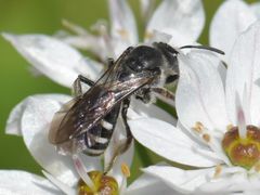 Lasioglossum sexnotatum