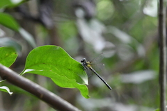 Heliogomphus scorpio