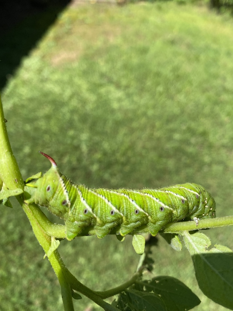 Carolina Sphinx from Woods Rd, Clayton, GA, US on June 10, 2024 at 11: ...