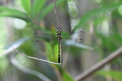 Macromidia rapida