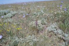 Orobanche cumana