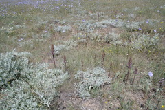 Orobanche cumana